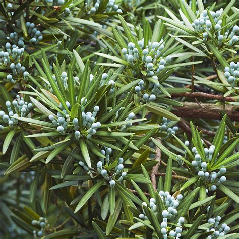 家有羅漢松 一世不會窮|Podocarpus macrophyllus